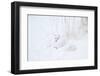 Two Arctic Foxes (Alopex lagopus) in snow, Churchill Wildlife Management Area, Churchill, Manito...-Panoramic Images-Framed Photographic Print