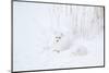Two Arctic Foxes (Alopex lagopus) in snow, Churchill Wildlife Management Area, Churchill, Manito...-Panoramic Images-Mounted Photographic Print