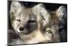 Two Arctic Foxes (Alopex Lagopus) Trygghamna, Svalbard, Norway, July 2008-de la-Mounted Photographic Print