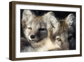 Two Arctic Foxes (Alopex Lagopus) Trygghamna, Svalbard, Norway, July 2008-de la-Framed Photographic Print