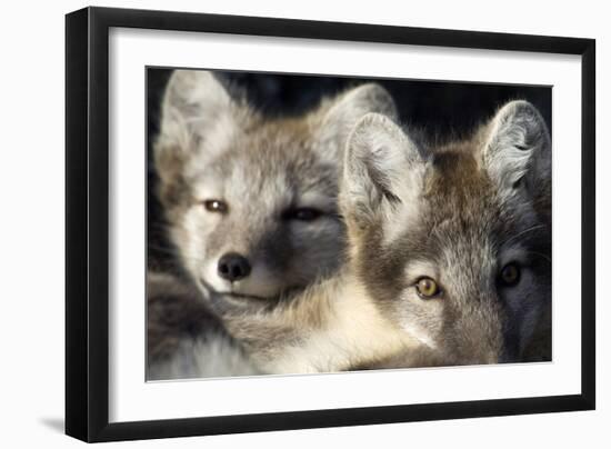 Two Arctic Foxes (Alopex Lagopus) Trygghamna, Svalbard, Norway, July 2008-de la-Framed Photographic Print