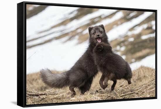 Two Arctic foxes blue-morph in winter coats playing, Iceland-Konrad Wothe-Framed Stretched Canvas