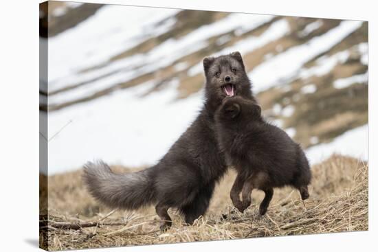 Two Arctic foxes blue-morph in winter coats playing, Iceland-Konrad Wothe-Stretched Canvas