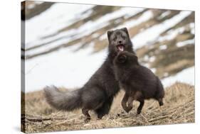 Two Arctic foxes blue-morph in winter coats playing, Iceland-Konrad Wothe-Stretched Canvas