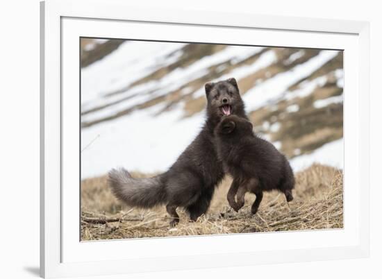 Two Arctic foxes blue-morph in winter coats playing, Iceland-Konrad Wothe-Framed Photographic Print