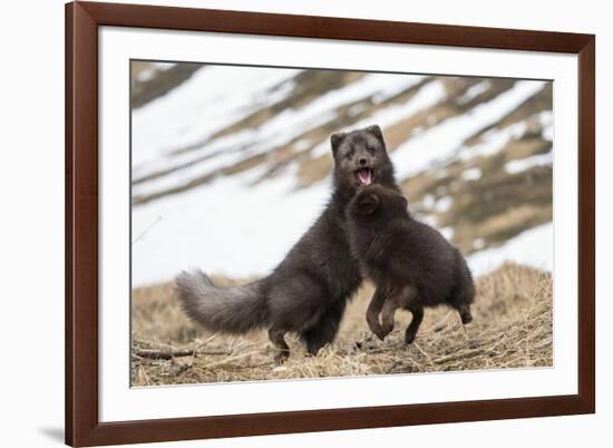 Two Arctic foxes blue-morph in winter coats playing, Iceland-Konrad Wothe-Framed Photographic Print