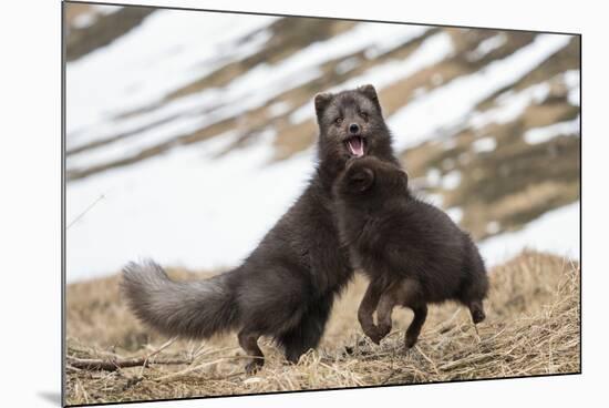 Two Arctic foxes blue-morph in winter coats playing, Iceland-Konrad Wothe-Mounted Photographic Print
