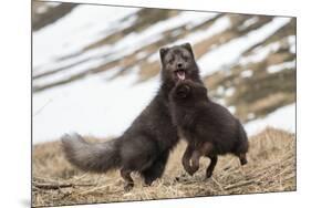 Two Arctic foxes blue-morph in winter coats playing, Iceland-Konrad Wothe-Mounted Photographic Print