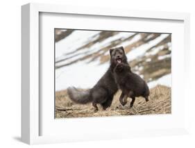 Two Arctic foxes blue-morph in winter coats playing, Iceland-Konrad Wothe-Framed Photographic Print