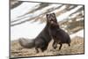 Two Arctic foxes blue-morph in winter coats playing, Iceland-Konrad Wothe-Mounted Photographic Print