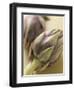 Two Artichokes-Eising Studio - Food Photo and Video-Framed Photographic Print