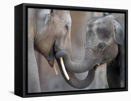 Two Asian Bull Elephants in their Enclosure at the Heidelberg Zoo-null-Framed Stretched Canvas