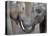 Two Asian Bull Elephants in their Enclosure at the Heidelberg Zoo-null-Stretched Canvas