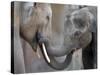 Two Asian Bull Elephants in their Enclosure at the Heidelberg Zoo-null-Stretched Canvas