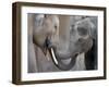 Two Asian Bull Elephants in their Enclosure at the Heidelberg Zoo-null-Framed Photo