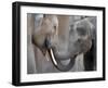 Two Asian Bull Elephants in their Enclosure at the Heidelberg Zoo-null-Framed Photo