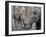 Two Asian Bull Elephants in their Enclosure at the Heidelberg Zoo-null-Framed Photo