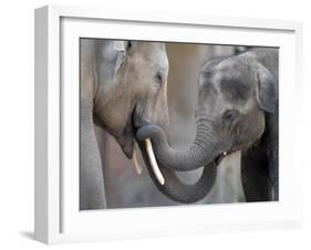 Two Asian Bull Elephants in their Enclosure at the Heidelberg Zoo-null-Framed Photo