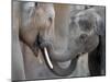 Two Asian Bull Elephants in their Enclosure at the Heidelberg Zoo-null-Mounted Photo