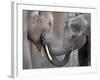 Two Asian Bull Elephants in their Enclosure at the Heidelberg Zoo-null-Framed Photo