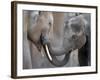 Two Asian Bull Elephants in their Enclosure at the Heidelberg Zoo-null-Framed Photo