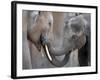 Two Asian Bull Elephants in their Enclosure at the Heidelberg Zoo-null-Framed Photo