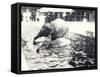 Two Asian Elephants Bathing in Pool at London Zoo, Watched by Keeper and Visitor Crowd, June 1914-Frederick William Bond-Framed Stretched Canvas