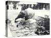 Two Asian Elephants Bathing in Pool at London Zoo, Watched by Keeper and Visitor Crowd, June 1914-Frederick William Bond-Stretched Canvas