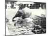 Two Asian Elephants Bathing in Pool at London Zoo, Watched by Keeper and Visitor Crowd, June 1914-Frederick William Bond-Mounted Photographic Print