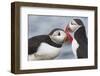 Two Atlantic Puffins greeting-Nigel Hicks-Framed Photographic Print