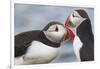 Two Atlantic Puffins greeting-Nigel Hicks-Framed Photographic Print