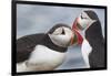 Two Atlantic Puffins greeting-Nigel Hicks-Framed Photographic Print