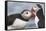 Two Atlantic Puffins greeting-Nigel Hicks-Framed Stretched Canvas