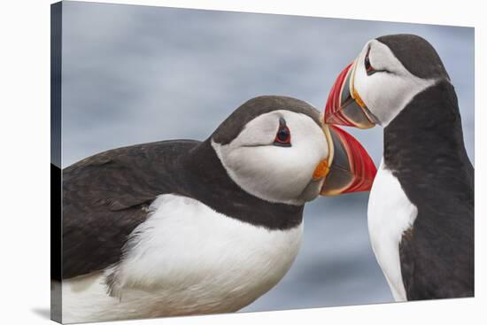 Two Atlantic Puffins greeting-Nigel Hicks-Stretched Canvas