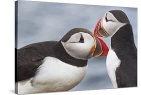 Two Atlantic Puffins greeting-Nigel Hicks-Stretched Canvas