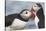 Two Atlantic Puffins greeting-Nigel Hicks-Stretched Canvas