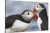 Two Atlantic Puffins greeting-Nigel Hicks-Stretched Canvas