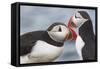 Two Atlantic Puffins greeting-Nigel Hicks-Framed Stretched Canvas