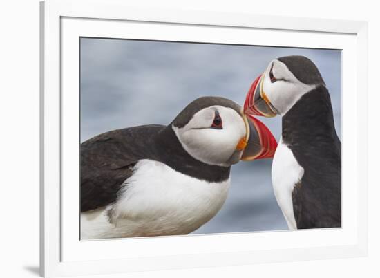 Two Atlantic Puffins greeting-Nigel Hicks-Framed Photographic Print