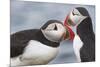 Two Atlantic Puffins greeting-Nigel Hicks-Mounted Photographic Print