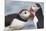 Two Atlantic Puffins greeting-Nigel Hicks-Mounted Photographic Print