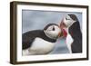 Two Atlantic Puffins greeting-Nigel Hicks-Framed Photographic Print