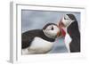 Two Atlantic Puffins greeting-Nigel Hicks-Framed Photographic Print