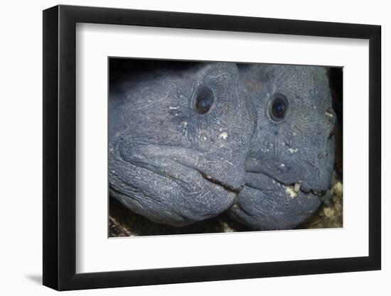 Two Atlantic Wolffish (Anarhichas Lupus) Saltstraumen, Bod?, Norway, October 2008-Lundgren-Framed Photographic Print