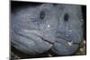 Two Atlantic Wolffish (Anarhichas Lupus) Saltstraumen, Bod?, Norway, October 2008-Lundgren-Mounted Photographic Print