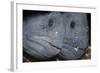 Two Atlantic Wolffish (Anarhichas Lupus) Saltstraumen, Bod?, Norway, October 2008-Lundgren-Framed Photographic Print