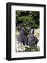 Two Baby Blue New Zealand (Breed)-Lynn M^ Stone-Framed Photographic Print