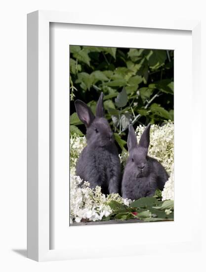 Two Baby Blue New Zealand (Breed)-Lynn M^ Stone-Framed Photographic Print