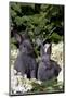 Two Baby Blue New Zealand (Breed)-Lynn M^ Stone-Mounted Photographic Print