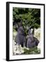Two Baby Blue New Zealand (Breed)-Lynn M^ Stone-Framed Photographic Print